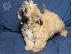 PoulaTo: Ανδρικά και θηλυκά κουτάβια Shih tzu